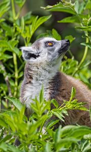 Preview wallpaper lemur, animal, profile, grass