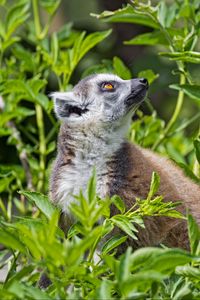 Preview wallpaper lemur, animal, profile, grass