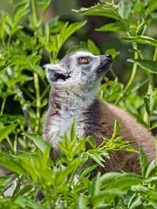 Preview wallpaper lemur, animal, profile, grass