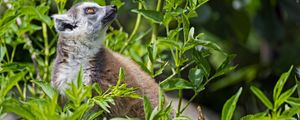 Preview wallpaper lemur, animal, profile, grass