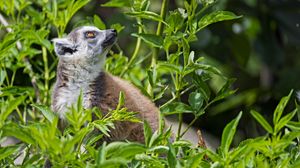 Preview wallpaper lemur, animal, profile, grass