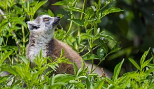 Preview wallpaper lemur, animal, profile, grass