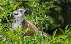 Preview wallpaper lemur, animal, profile, grass