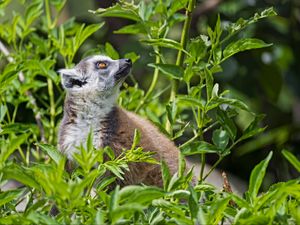 Preview wallpaper lemur, animal, profile, grass