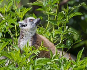 Preview wallpaper lemur, animal, profile, grass