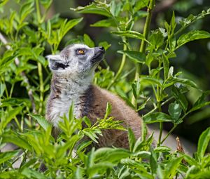 Preview wallpaper lemur, animal, profile, grass