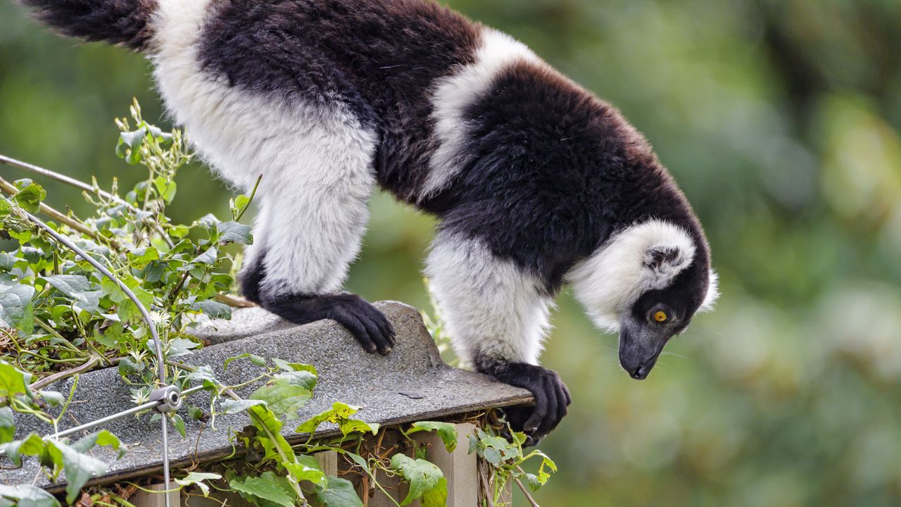 Wallpaper lemur, animal, profile, glance