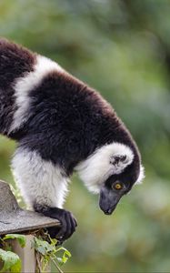 Preview wallpaper lemur, animal, profile, glance