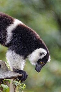 Preview wallpaper lemur, animal, profile, glance