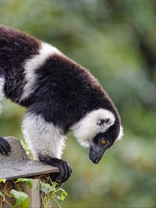 Preview wallpaper lemur, animal, profile, glance