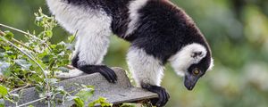 Preview wallpaper lemur, animal, profile, glance