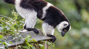 Preview wallpaper lemur, animal, profile, glance