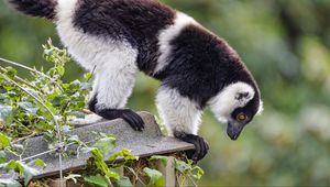 Preview wallpaper lemur, animal, profile, glance