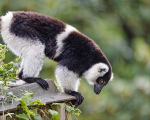 Preview wallpaper lemur, animal, profile, glance