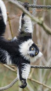 Preview wallpaper lemur, animal, protruding tongue, funny