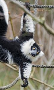 Preview wallpaper lemur, animal, protruding tongue, funny