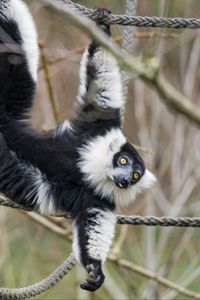 Preview wallpaper lemur, animal, protruding tongue, funny