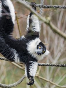 Preview wallpaper lemur, animal, protruding tongue, funny