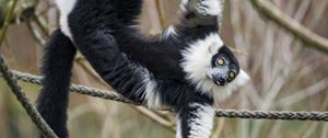 Preview wallpaper lemur, animal, protruding tongue, funny