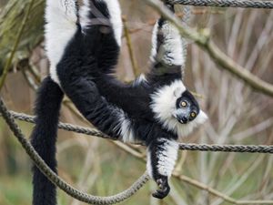 Preview wallpaper lemur, animal, protruding tongue, funny