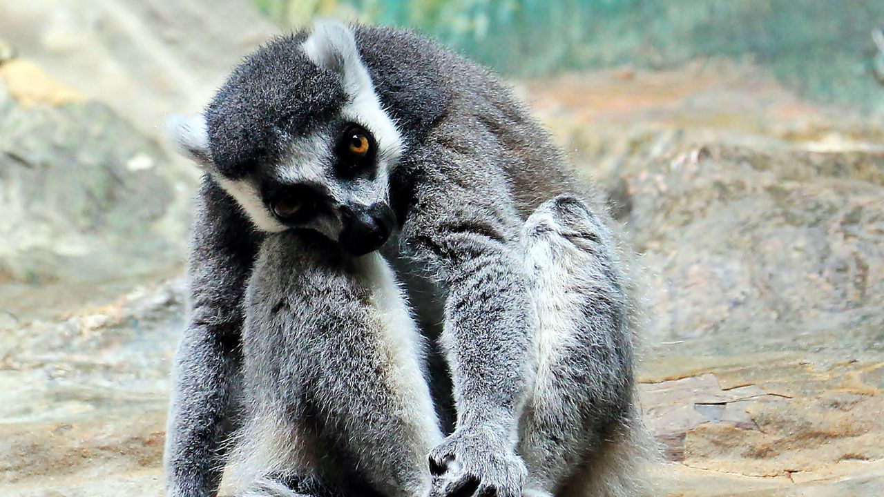 Wallpaper lemur, animal, striped, sit