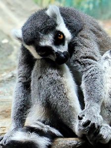 Preview wallpaper lemur, animal, striped, sit