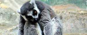 Preview wallpaper lemur, animal, striped, sit