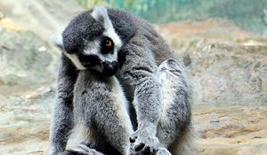 Preview wallpaper lemur, animal, striped, sit
