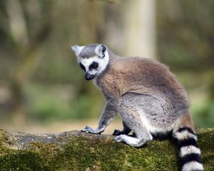 Preview wallpaper lemur, animal, tail, striped