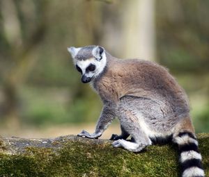 Preview wallpaper lemur, animal, tail, striped