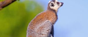 Preview wallpaper lemur, animal, tail, furry