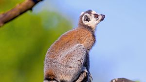 Preview wallpaper lemur, animal, tail, furry