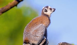 Preview wallpaper lemur, animal, tail, furry