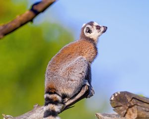 Preview wallpaper lemur, animal, tail, furry