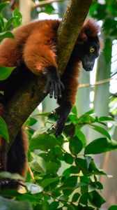 Preview wallpaper lemur, animal, tree