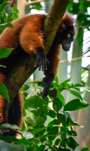 Preview wallpaper lemur, animal, tree