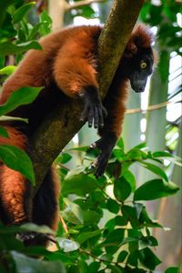 Preview wallpaper lemur, animal, tree