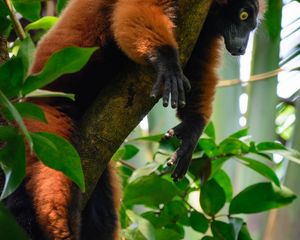 Preview wallpaper lemur, animal, tree