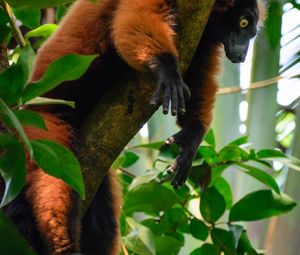 Preview wallpaper lemur, animal, tree