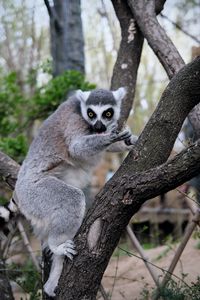 Preview wallpaper lemur, animal, tree, branches