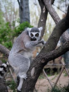 Preview wallpaper lemur, animal, tree, branches