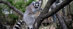 Preview wallpaper lemur, animal, tree, branches