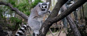 Preview wallpaper lemur, animal, tree, branches