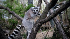 Preview wallpaper lemur, animal, tree, branches
