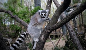 Preview wallpaper lemur, animal, tree, branches