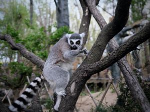Preview wallpaper lemur, animal, tree, branches