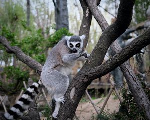 Preview wallpaper lemur, animal, tree, branches