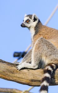 Preview wallpaper lemur, animal, tree, glance