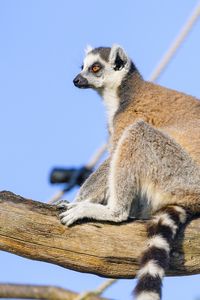 Preview wallpaper lemur, animal, tree, glance