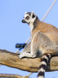 Preview wallpaper lemur, animal, tree, glance